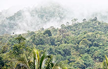 Altus Consulting helps Organization for Tropical Studies ensure network uptime with Cisco Smart Care Service.